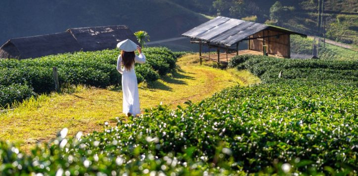 asian-woman-wearing-vietnam-culture-traditional-green-tea-field-1